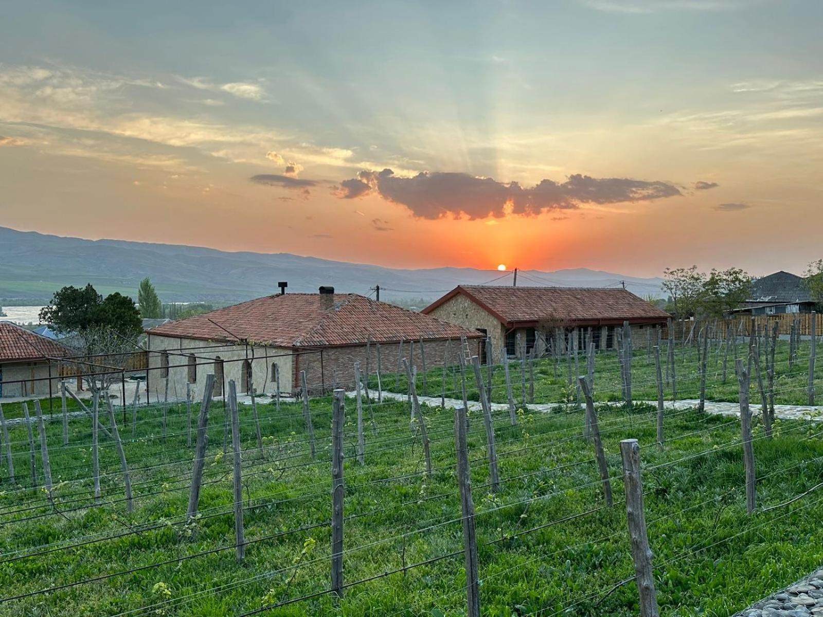 Vineyard Khidistavi